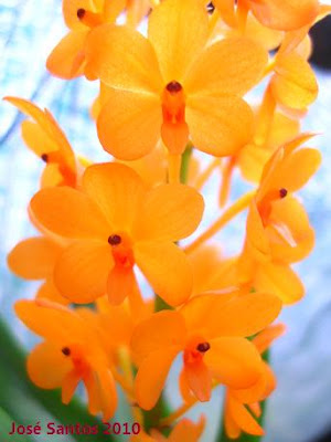 Orquídeas cá dem casa Ascocentrum+miniatum+2