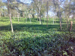 Karnaphuli Tea Estate