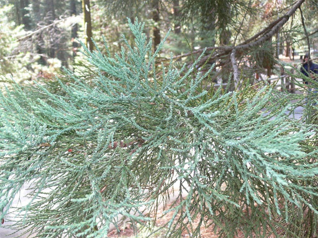 Viveiro de Bonsai Sequóias