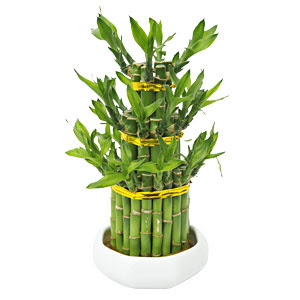 Como cuidar de plantas e flores no inverno