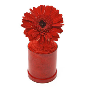 flores dia dos professores