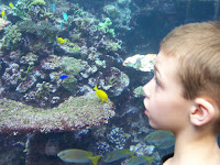Corbin at the coral reef exhibit Corbin at the coral reef exhibit