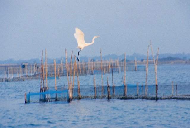 A crane taking off from Fishing Nets