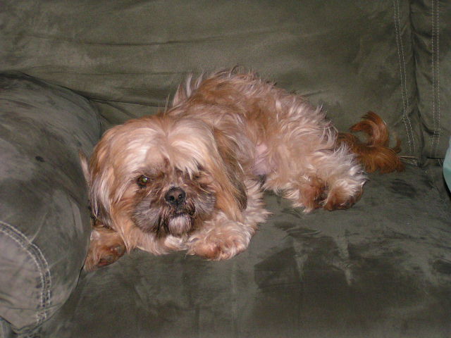 [Freddy+on+sofa.JPG]