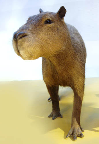 Venezuela Capybara