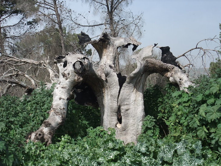 A tree blasted by a missile fired from Lebanon