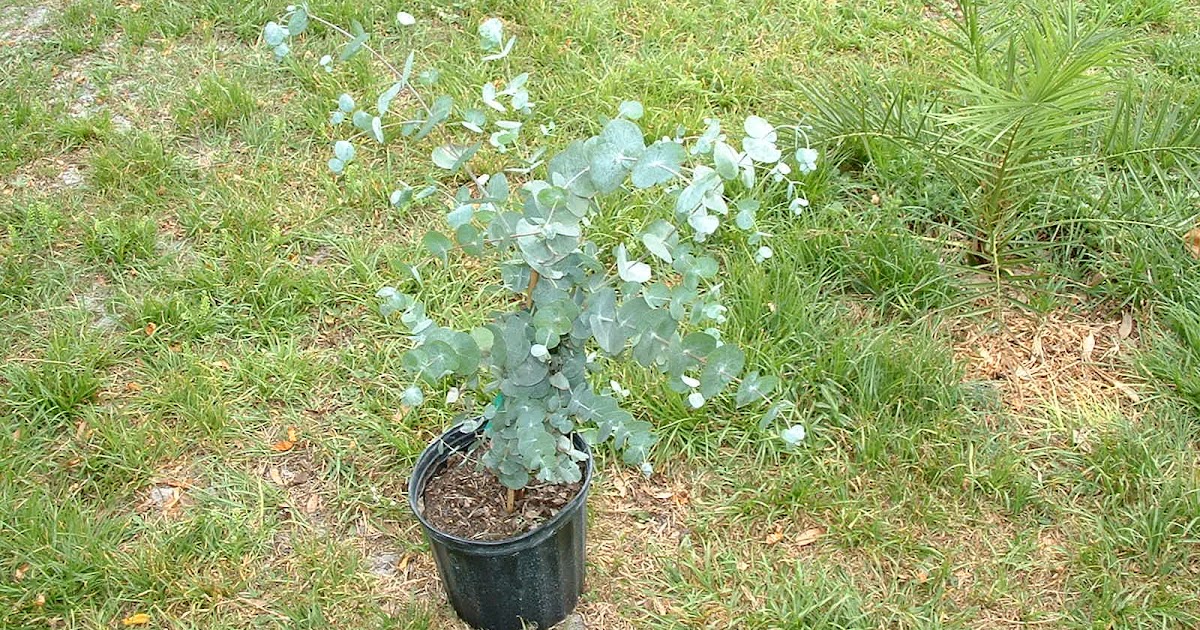 A Yard In Fort Pierce Silver Dollar Gum ( Eucalyptus