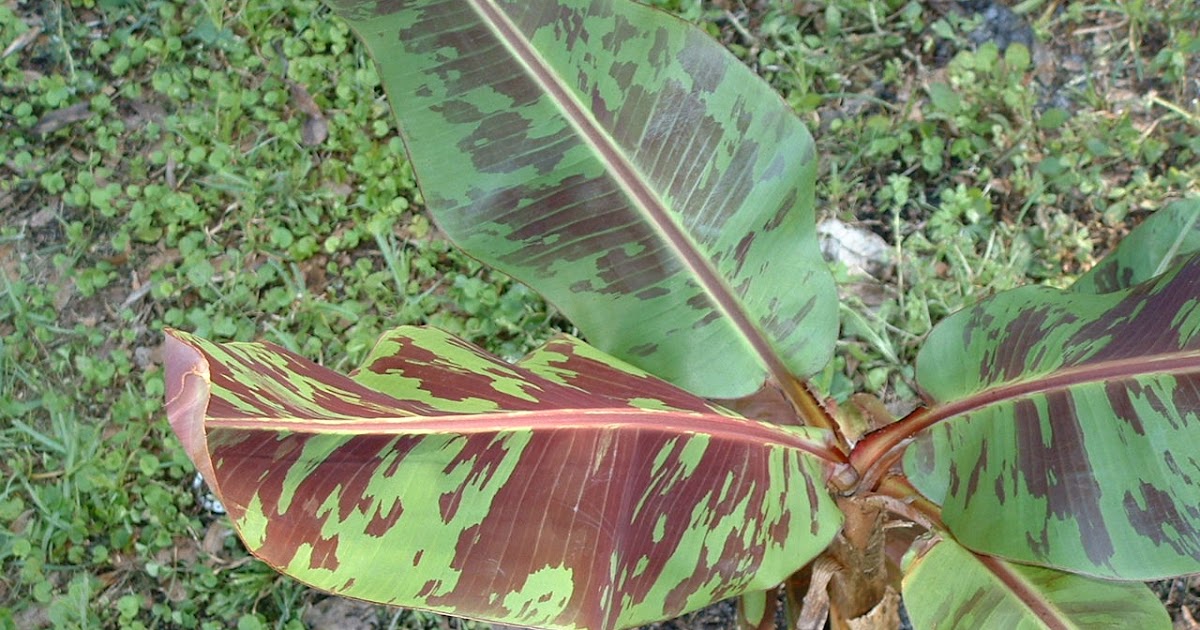 A Yard In Fort Pierce Variegated Blood Banana Tree � Rojo