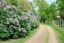 Lilacs