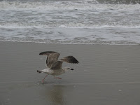 Seagull on the beach