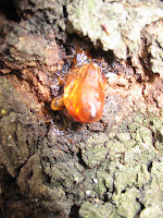amber bug