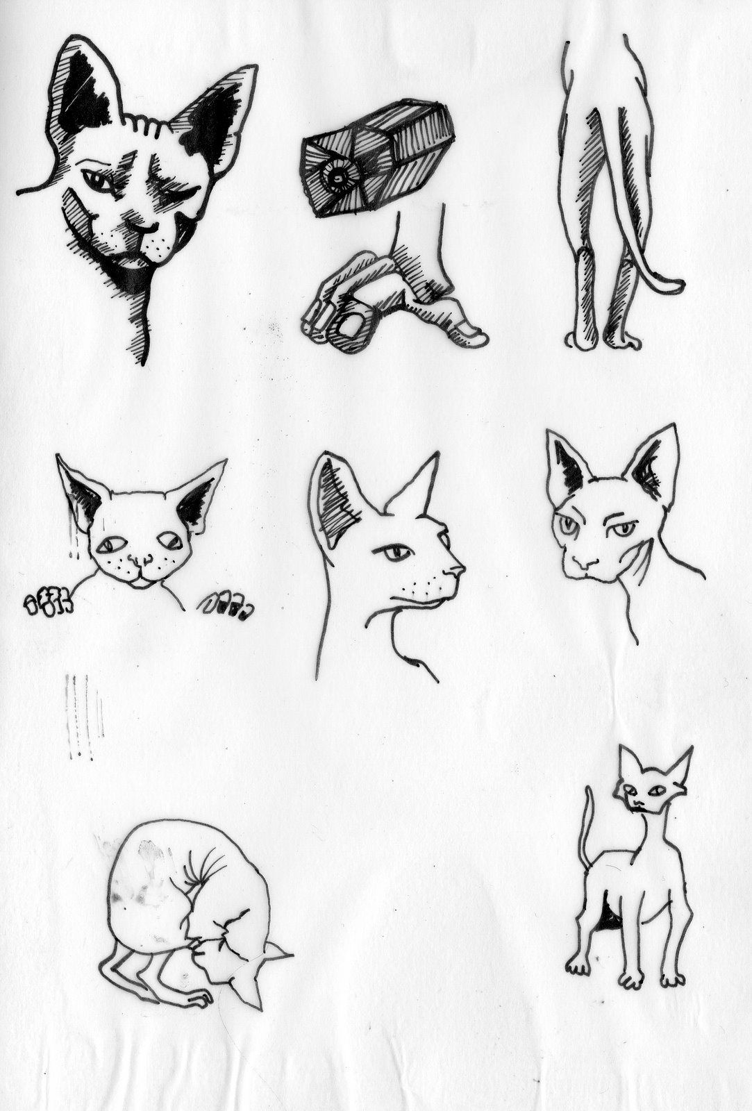 [catstudy1]