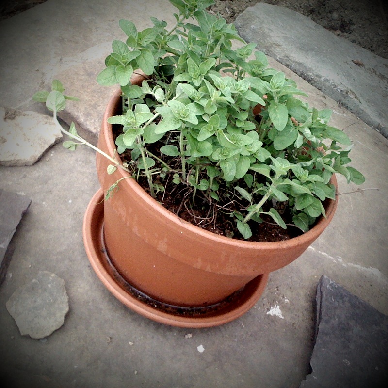 Red Mint Plant