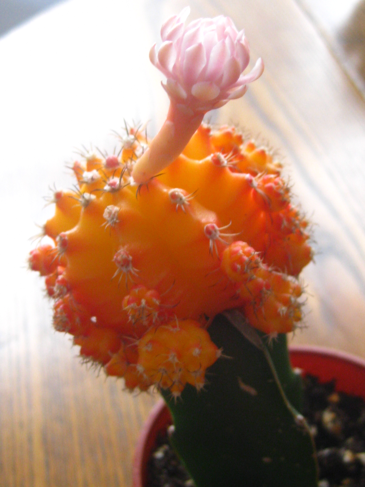 Johanna Moon Cactus