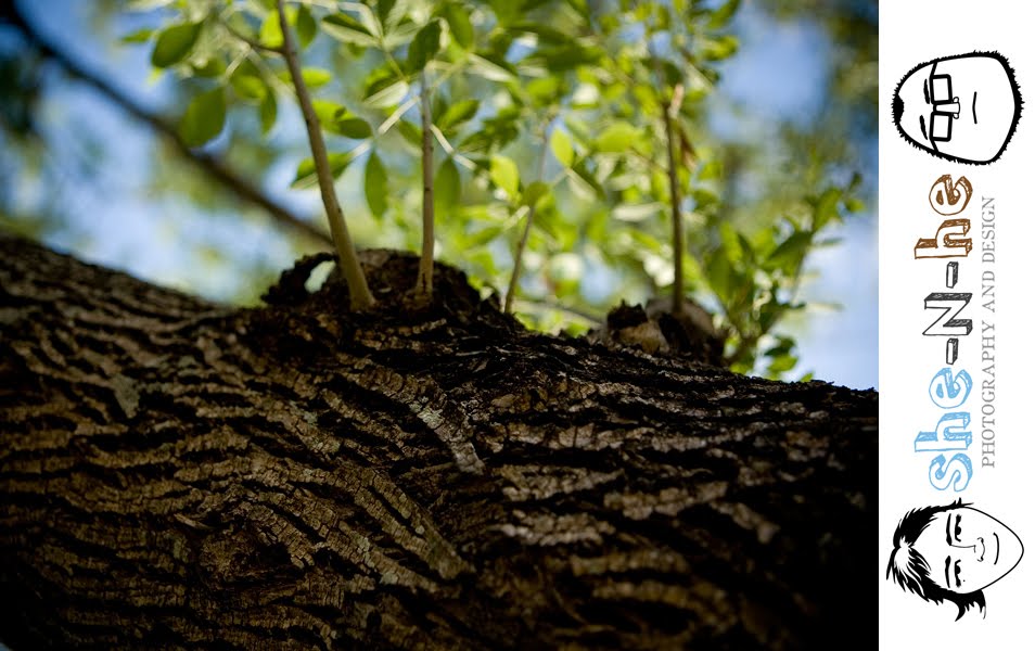 [tree+3.jpg]