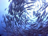 eastern Peninsula as well as Buton grouping of isle are inhabited yesteryear descendents of the Torajans a BaliBeach; SOUTH EAST SULAWESI
