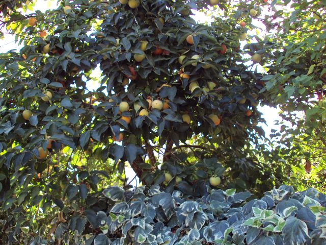 [DSC01634.jpg]