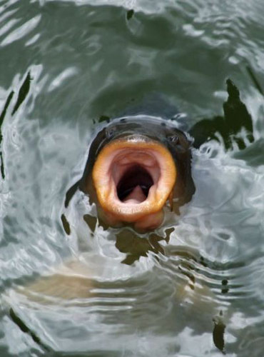 L'urlo della carpa