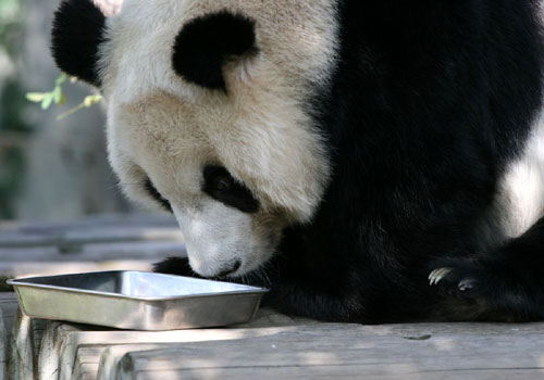 Panda che non si capacita di avere già finito i croccantini