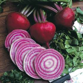 Chioggia Beetroot