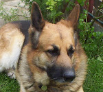 Max my beautiful German Shepherd