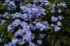 plumbago