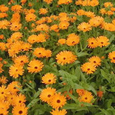 calendula