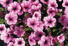 petunia surfinia