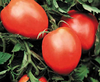 tomatoes tomato tasting heirloom paste
