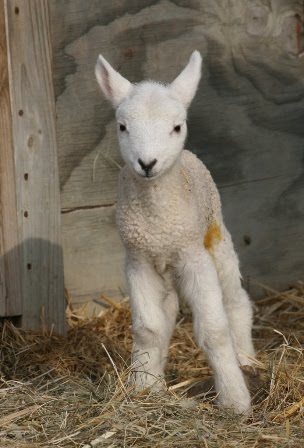 Inside Storey: Sue Weaver: Feeling Sheepish