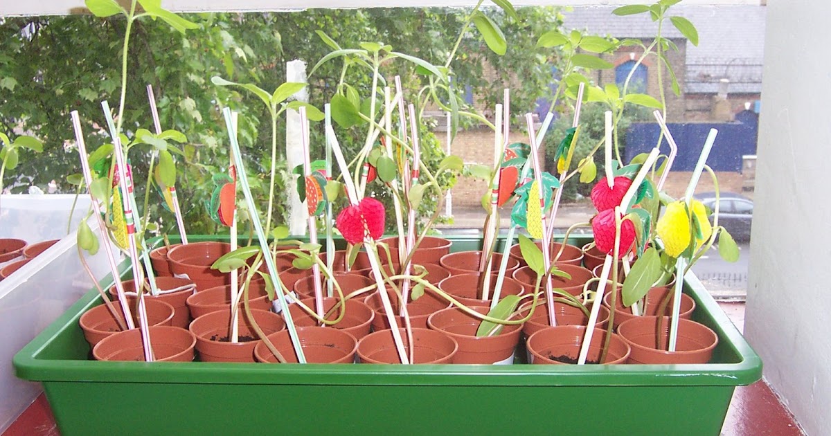 Daily Teaching Tips Growing plants in the classroom