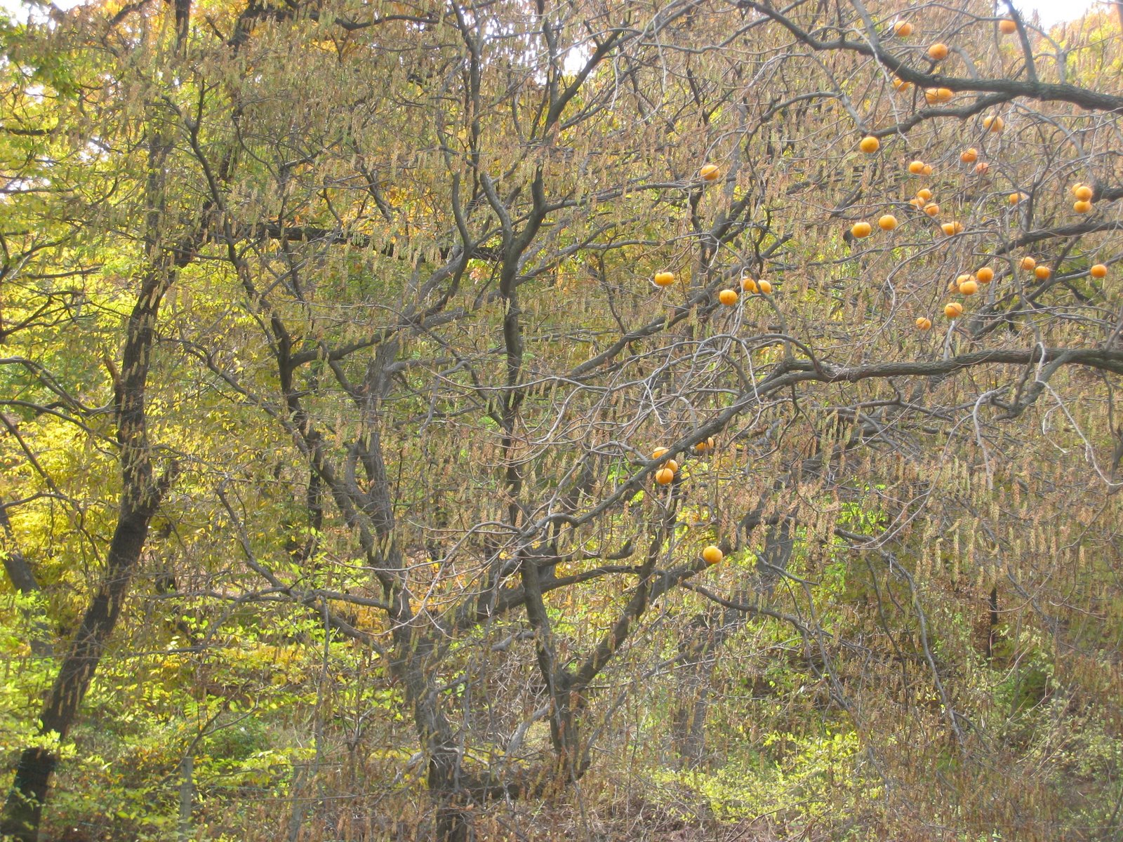 [IMG_0829.JPG]