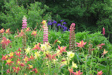 Summer Blooms at Mosswood Gardens