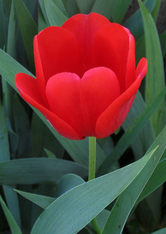 tulip bloom