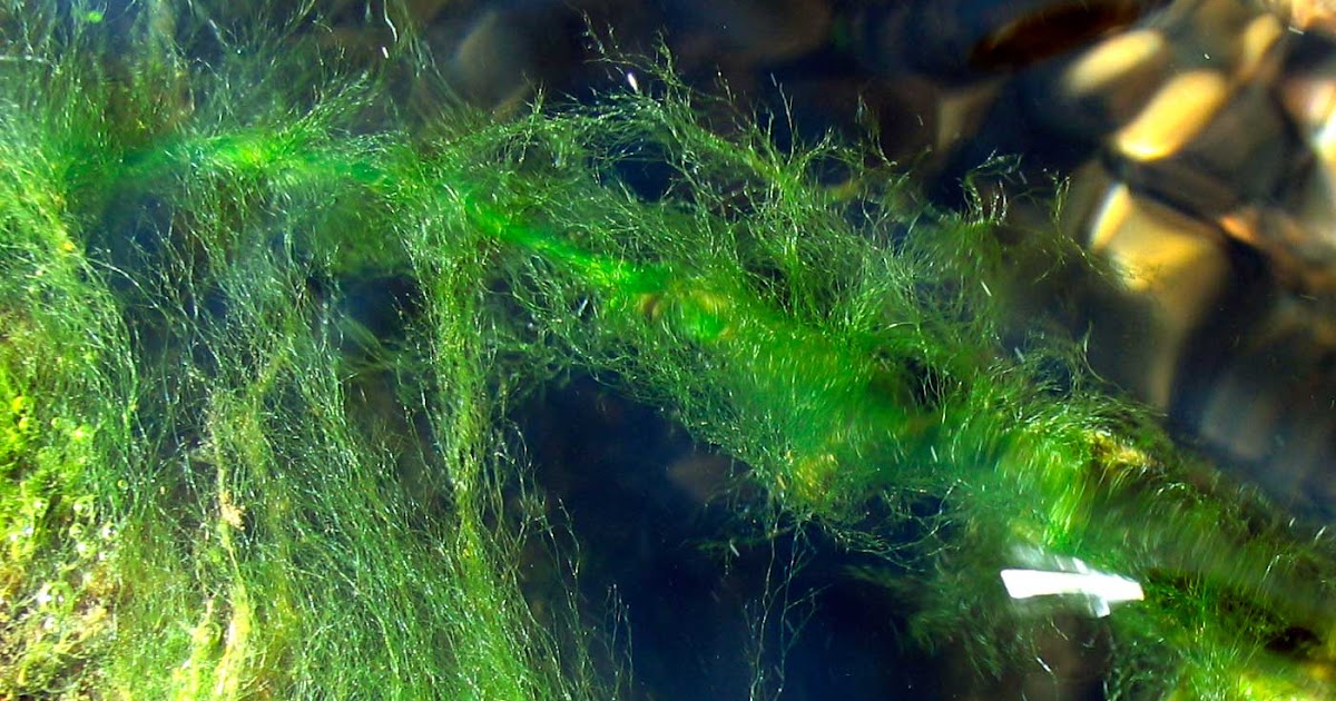 Poppular Photography Moss Underwater in Stream