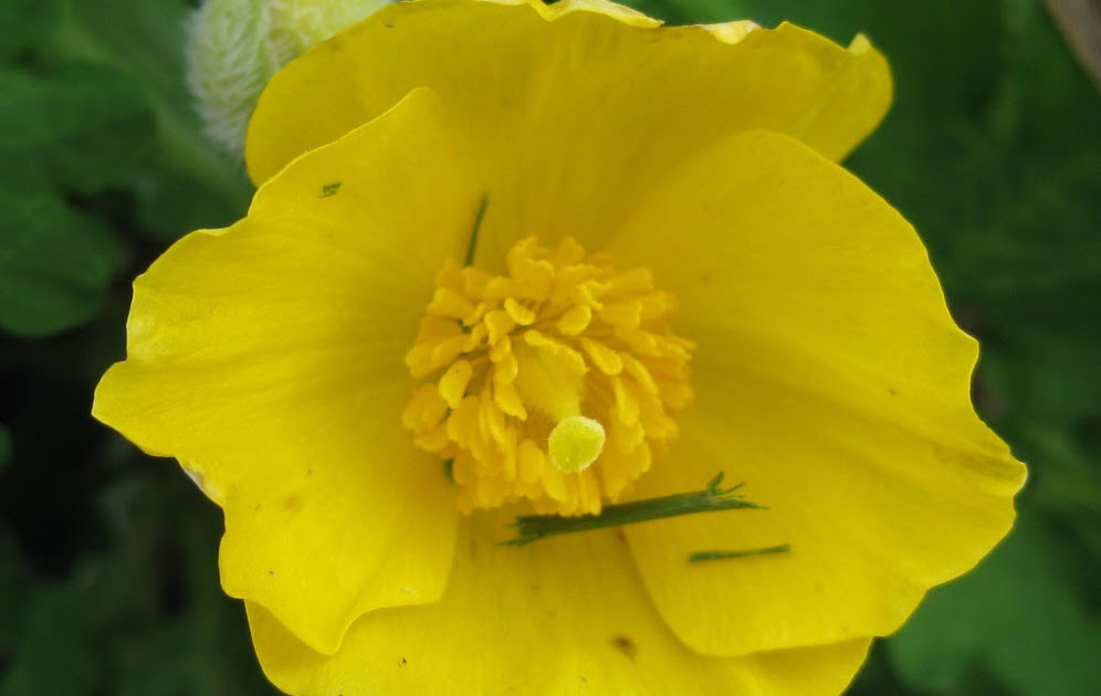 Poppular Photography Wild Buttercup Flower