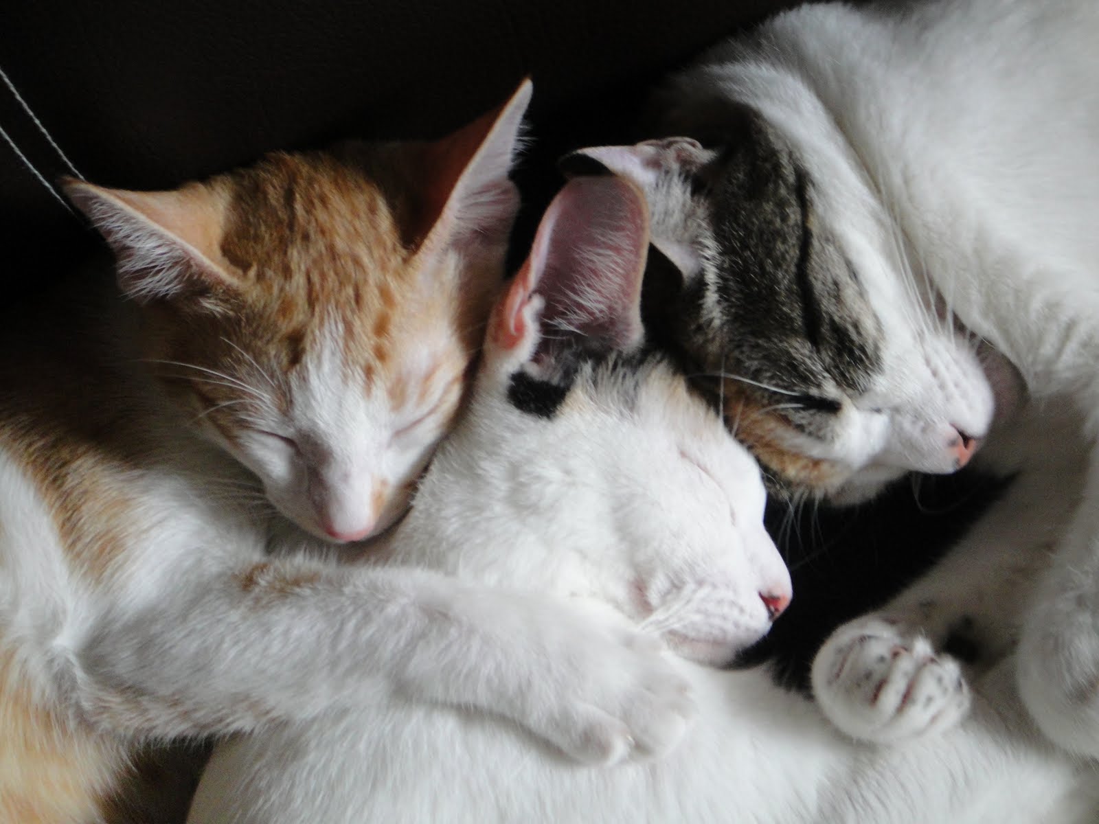 Mike and Sara Kopp Cat Pile