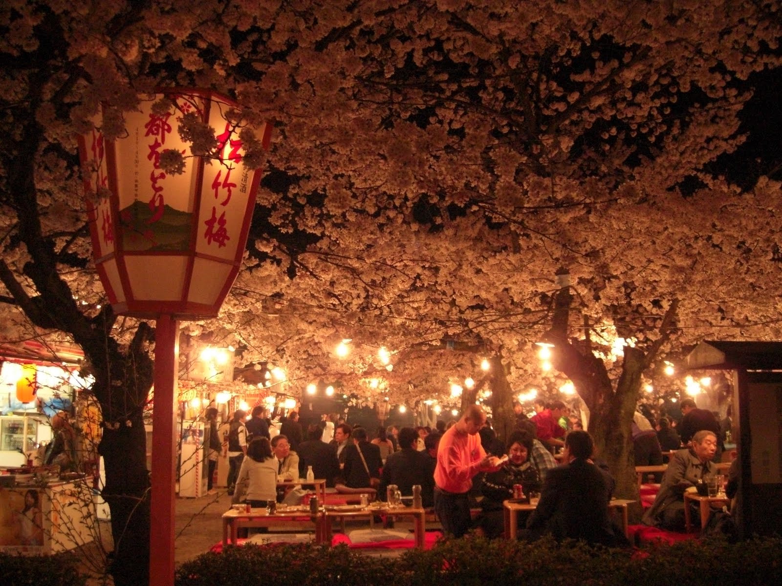 Kyoto like best friend  Maruyama Park night   