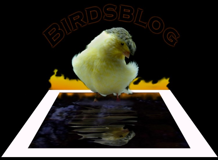 [mbirds.jpg]