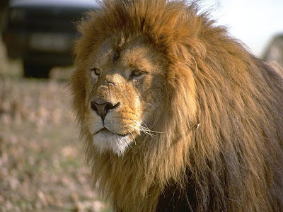 Leo Horoscope