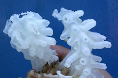 Glass Sea Sponges