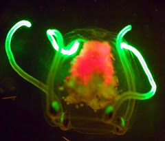 UFO JellyFish
