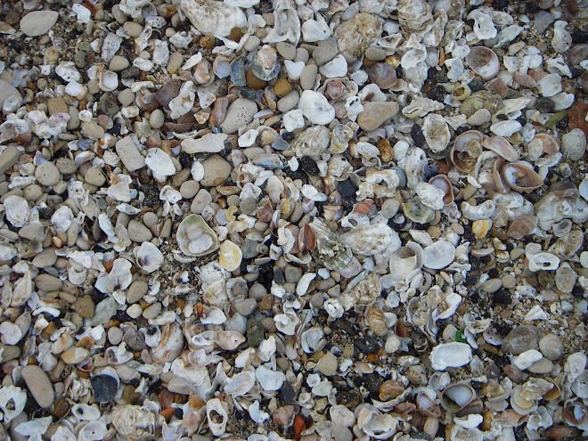 Shells, La Rochelle, France