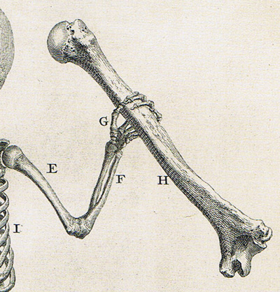 [skeleton-holding-bone.jpg]