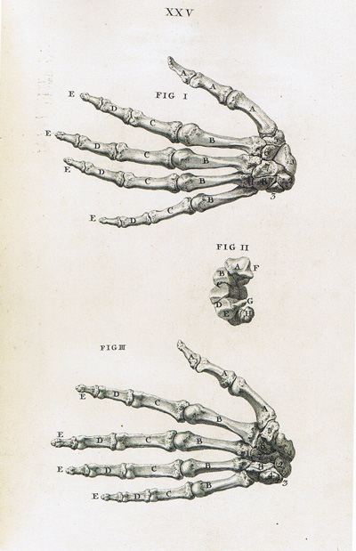 [Skeleton-hands.jpg]