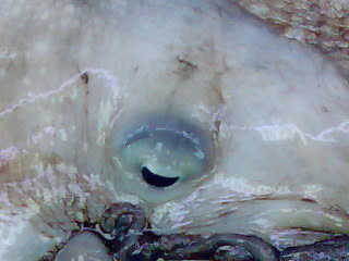 [octopus-eye.jpg]