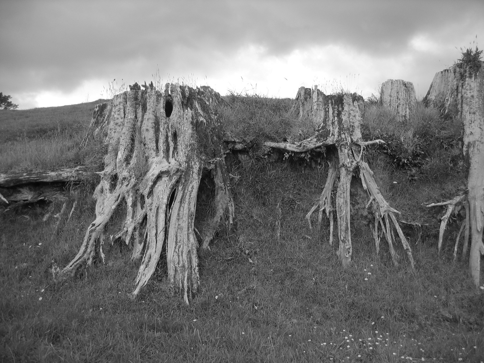 [Roots-Art+News.jpg]