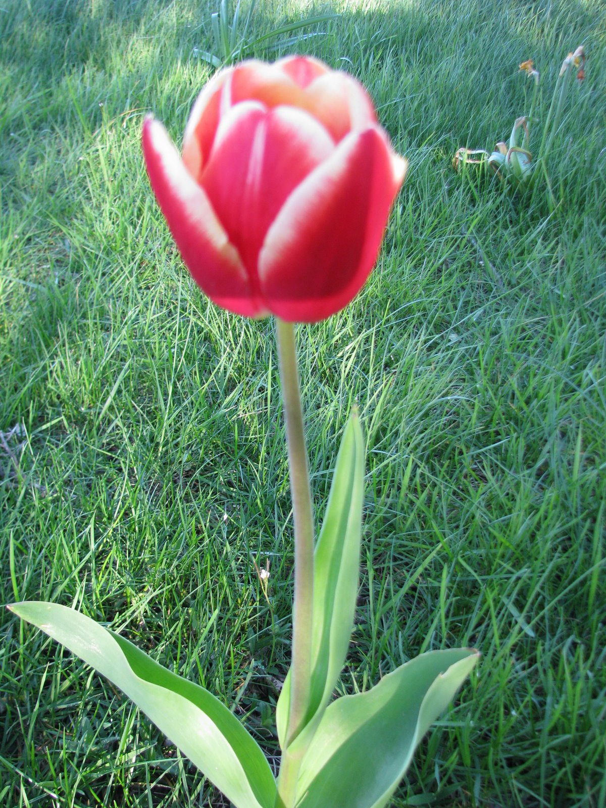 [tulip+red+and+white.jpg]