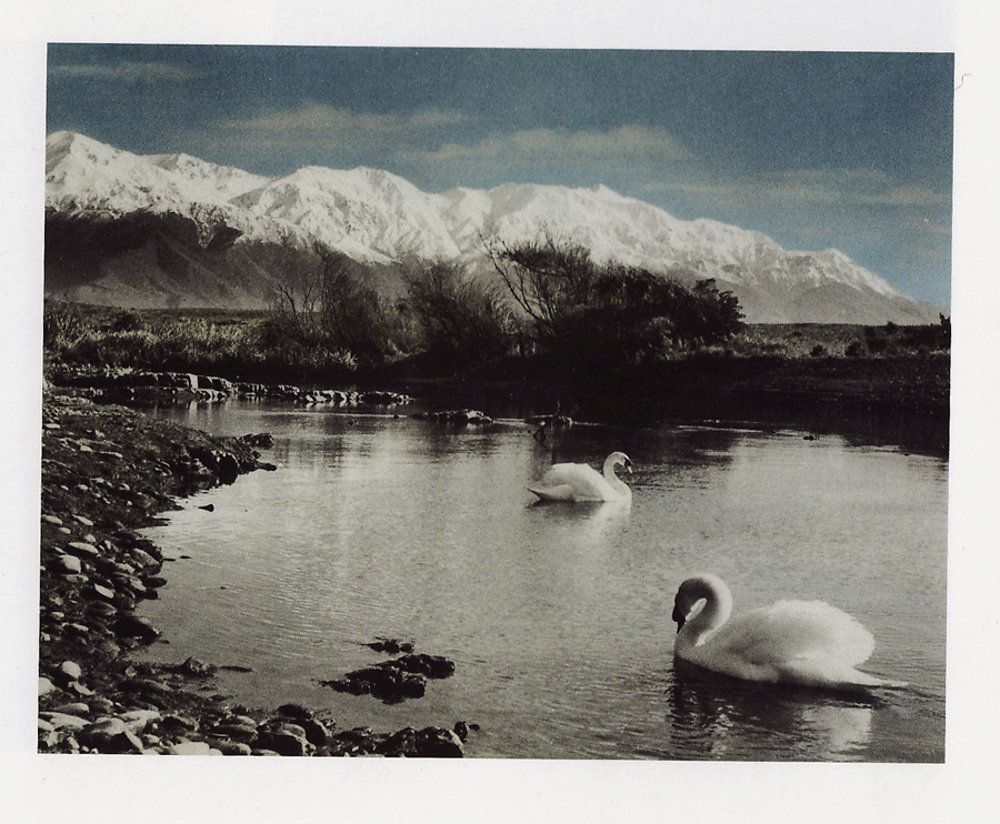 [Swans--Ellis-Dudgeon.gif]