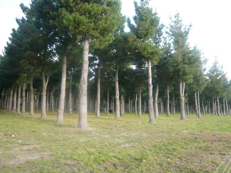 [Pine-trees.jpg]